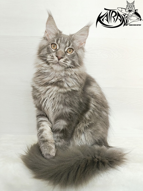 Katran Floyd - Kitten maine-coon 5.5 months