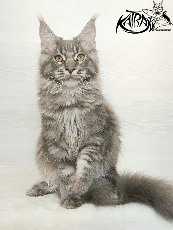 Katran Floyd - Kitten maine-coon 5.5 months
