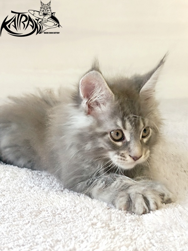 Katran Floyd - Kitten maine-coon 2 months