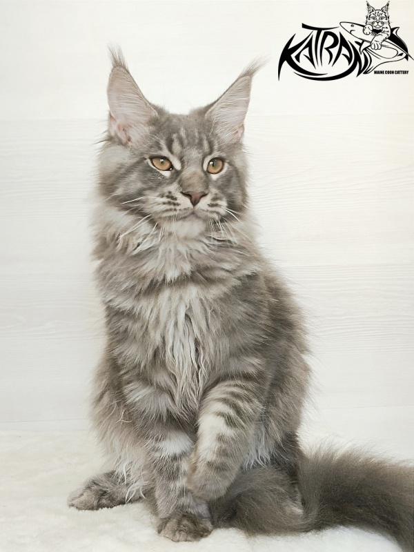 Katran Floyd - Kitten maine-coon 5.5 months