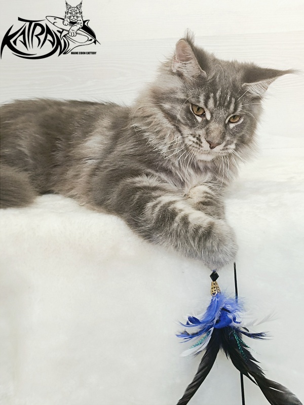 Katran Floyd - Kitten maine-coon 5.5 months