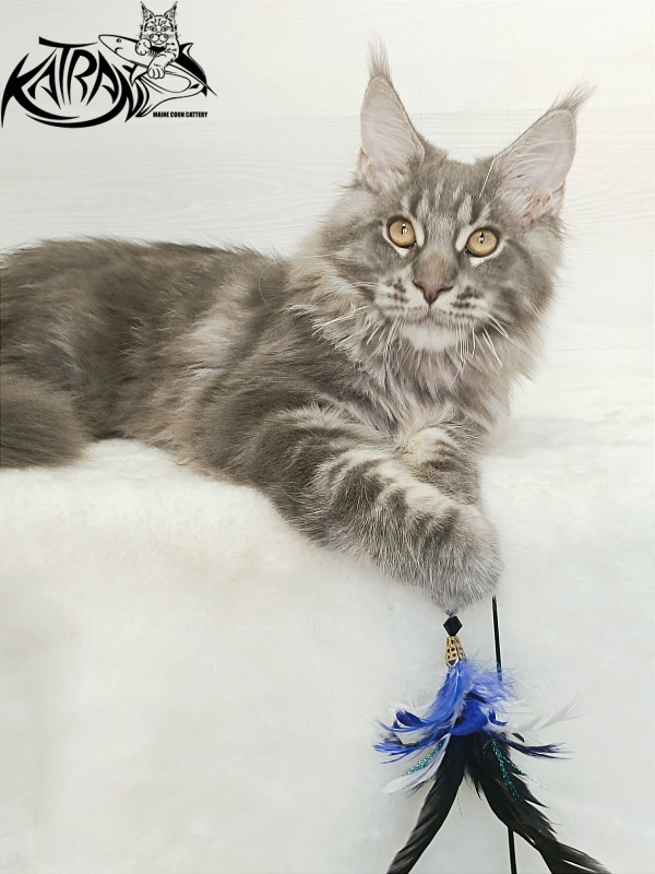 Katran Floyd - Kitten maine-coon 5.5 months