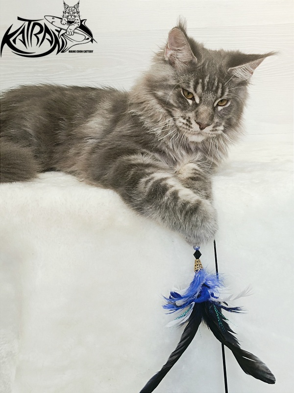 Katran Floyd - Kitten maine-coon 5.5 months