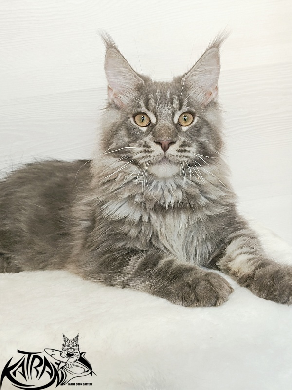 Katran Floyd - Kitten maine-coon 5.5 months