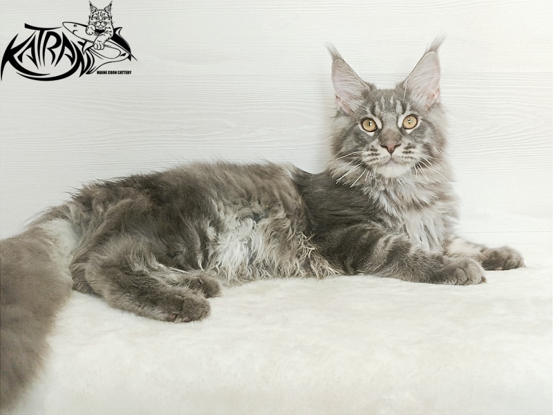 Katran Floyd - Kitten maine-coon 5.5 months
