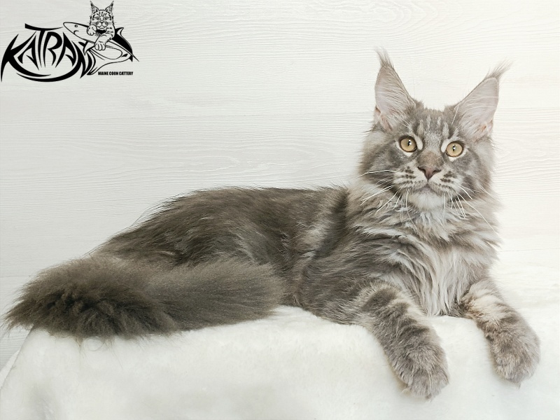 Katran Floyd - Kitten maine-coon 5.5 months