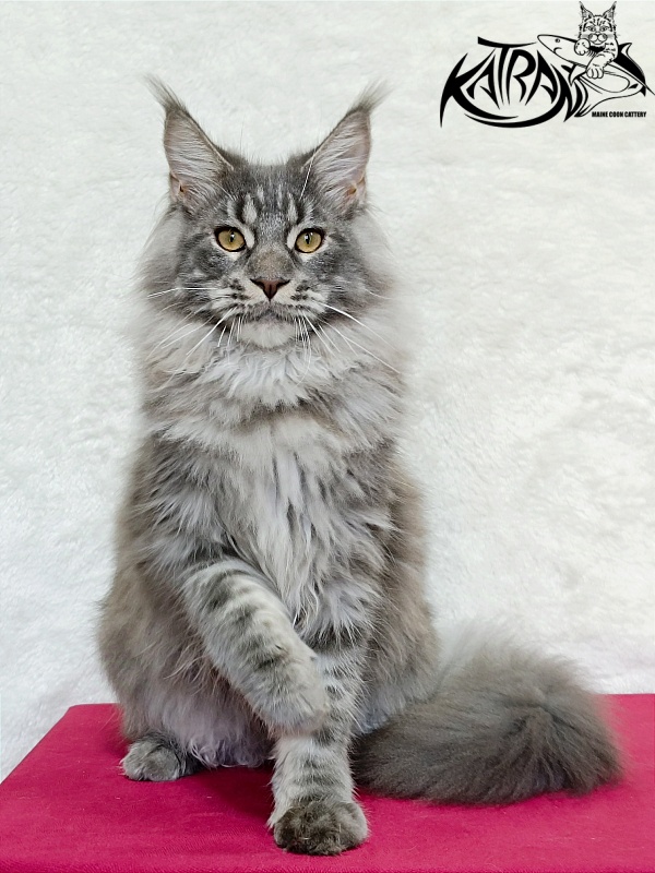 Katran Floyd - Junior maine-coon 7 months