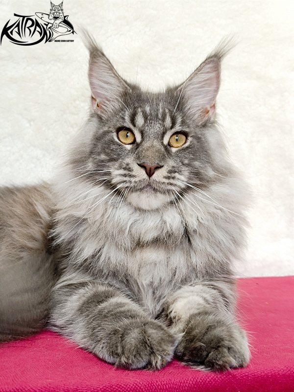 Katran Floyd - Junior maine-coon 7 months