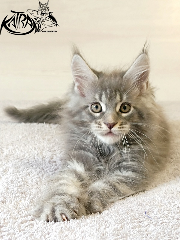 Katran Floyd - Kitten maine-coon 2 months