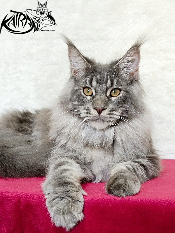 Katran Floyd - Junior maine-coon 7 months