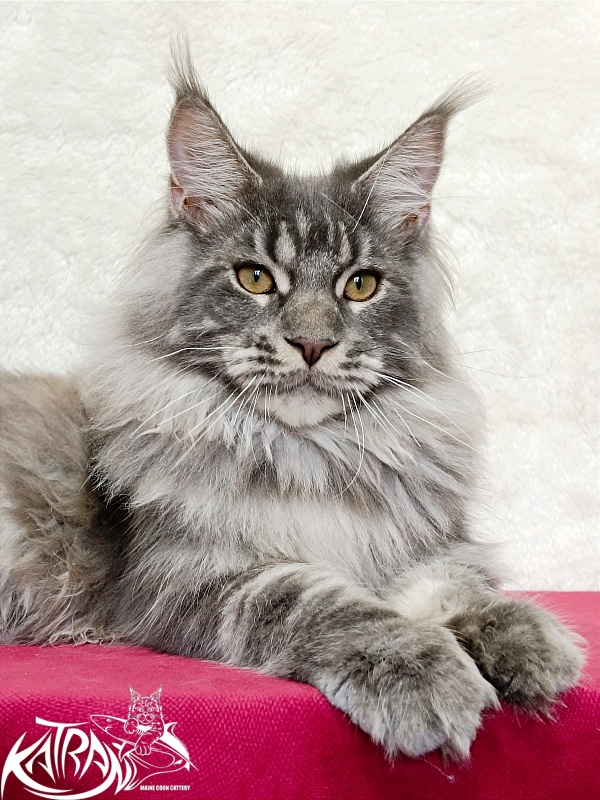 Katran Floyd - Junior maine-coon 7 months