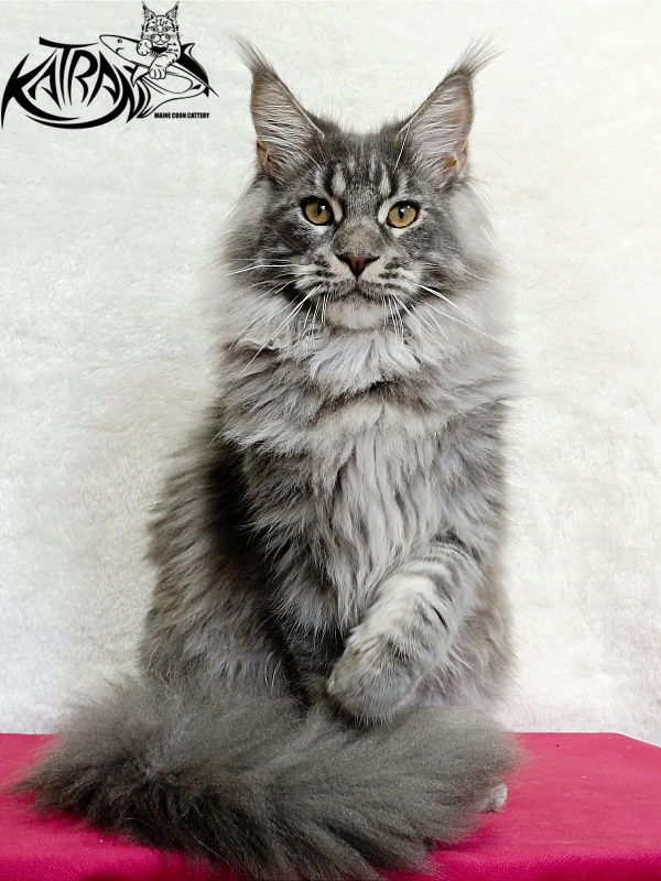 Katran Floyd - Junior maine-coon 7 months