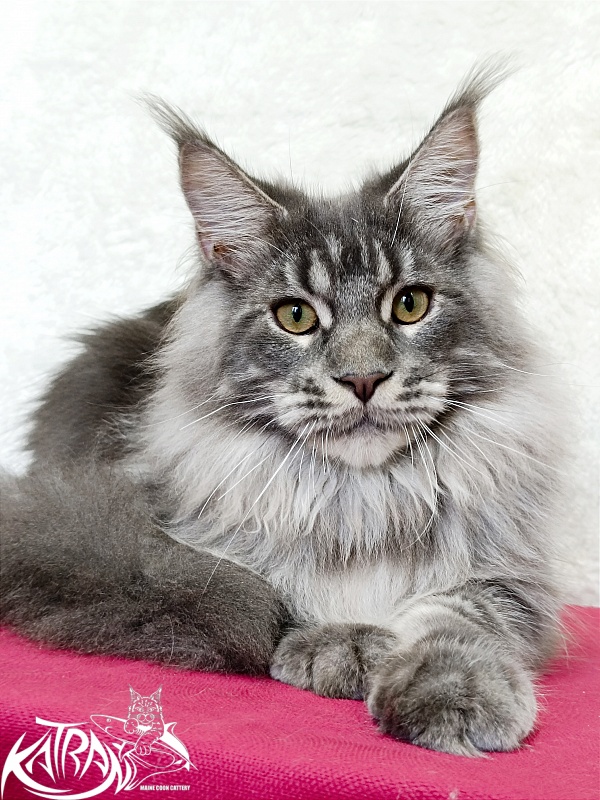 Katran Floyd - Junior maine-coon 7 months