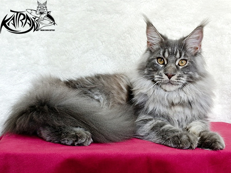 Katran Floyd - Junior maine-coon 7 months