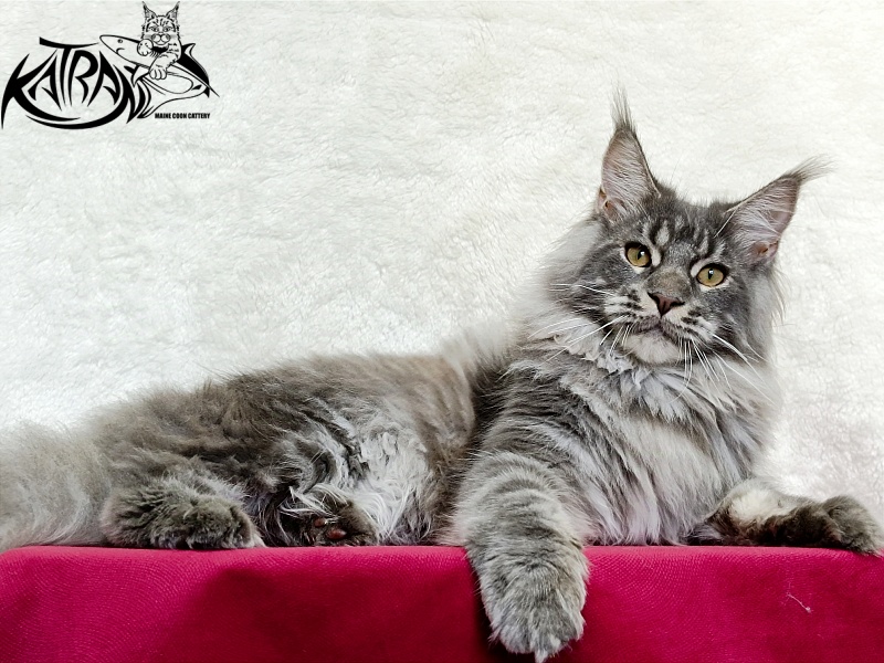 Katran Floyd - Junior maine-coon 7 months