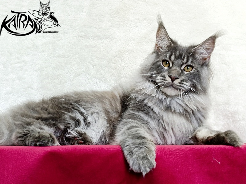 Katran Floyd - Junior maine-coon 7 months