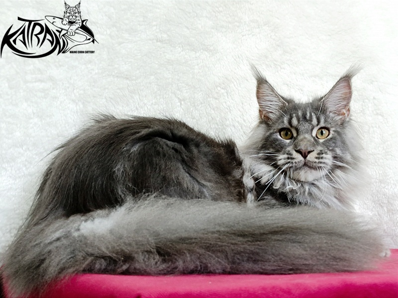 Katran Floyd - Junior maine-coon 7 months