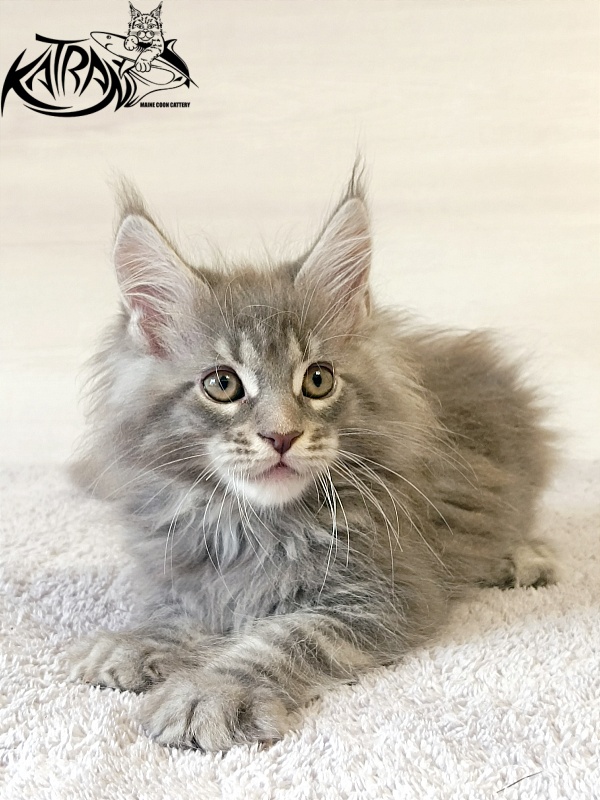 Katran Floyd - Kitten maine-coon 2 months