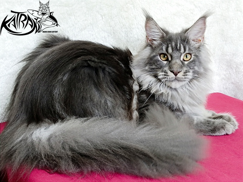 Katran Floyd - Junior maine-coon 7 months