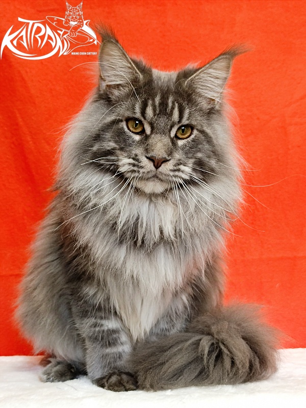 Katran Floyd - Junior maine-coon 9 months