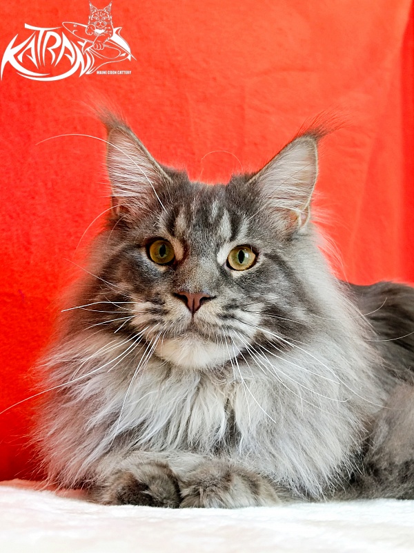 Katran Floyd - Junior maine-coon 9 months