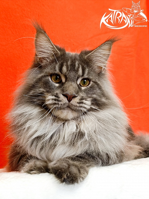 Katran Floyd - Junior maine-coon 9 months