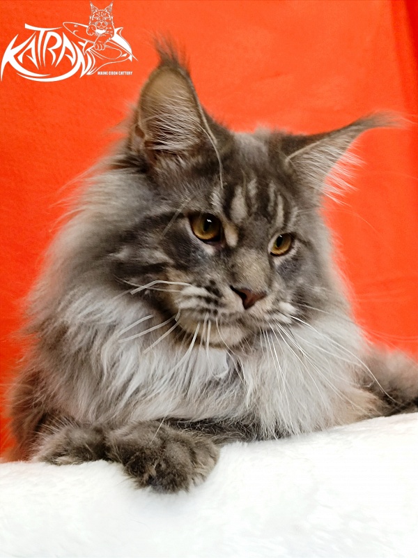 Katran Floyd - Junior maine-coon 9 months