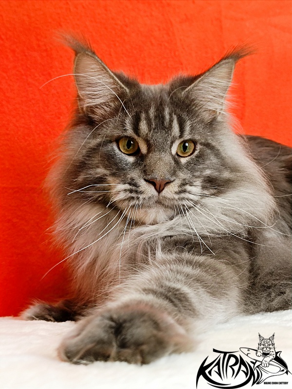 Katran Floyd - Junior maine-coon 9 months