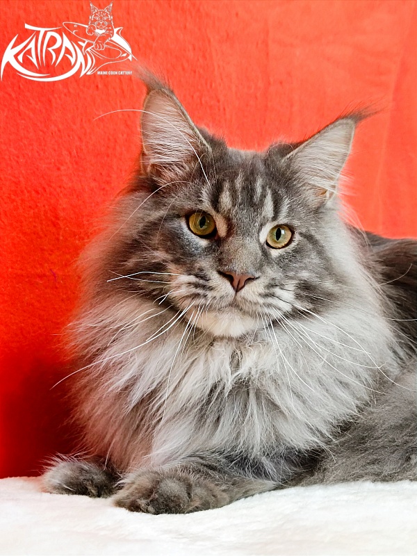 Katran Floyd - Junior maine-coon 9 months