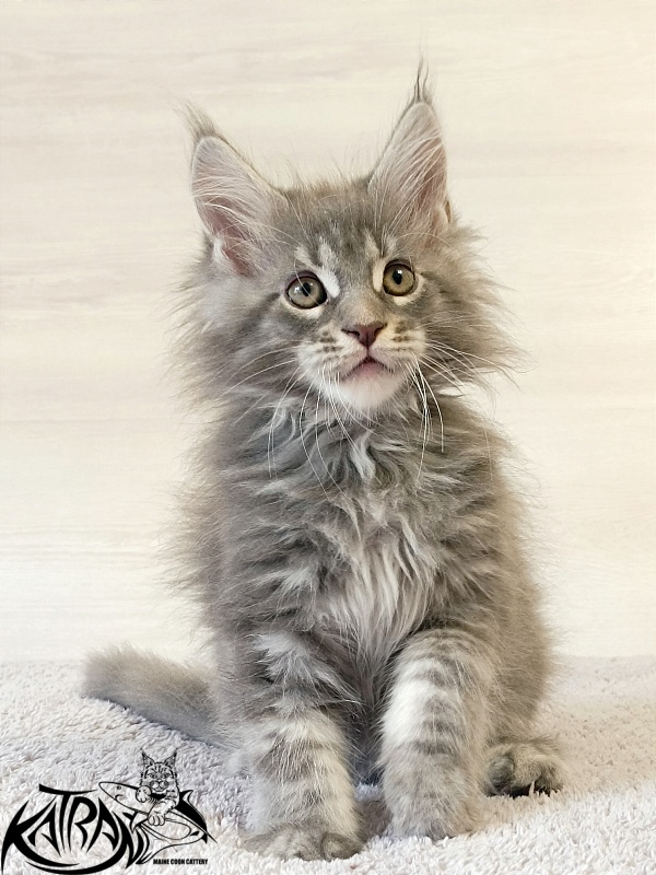 Katran Floyd - Kitten maine-coon 2 months