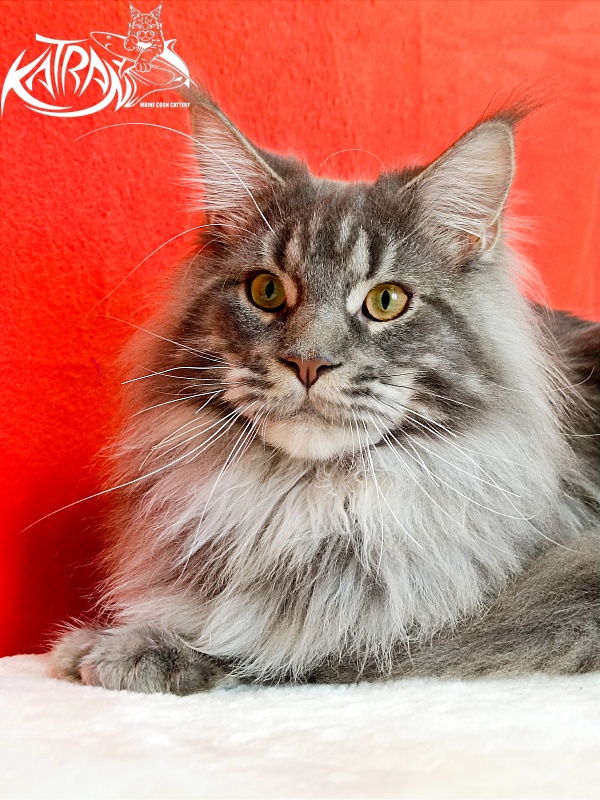 Katran Floyd - Junior maine-coon 9 months