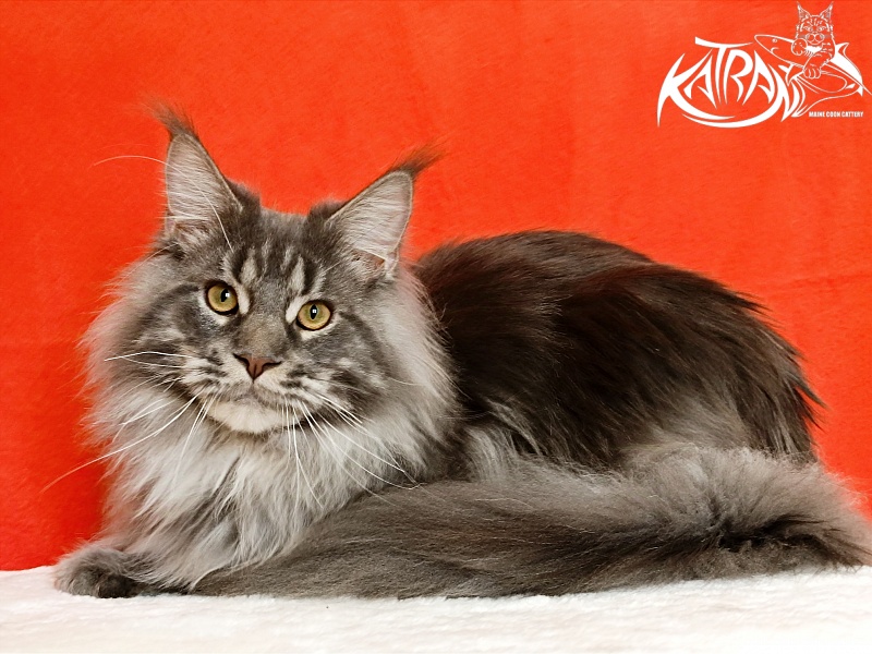 Katran Floyd - Junior maine-coon 9 months