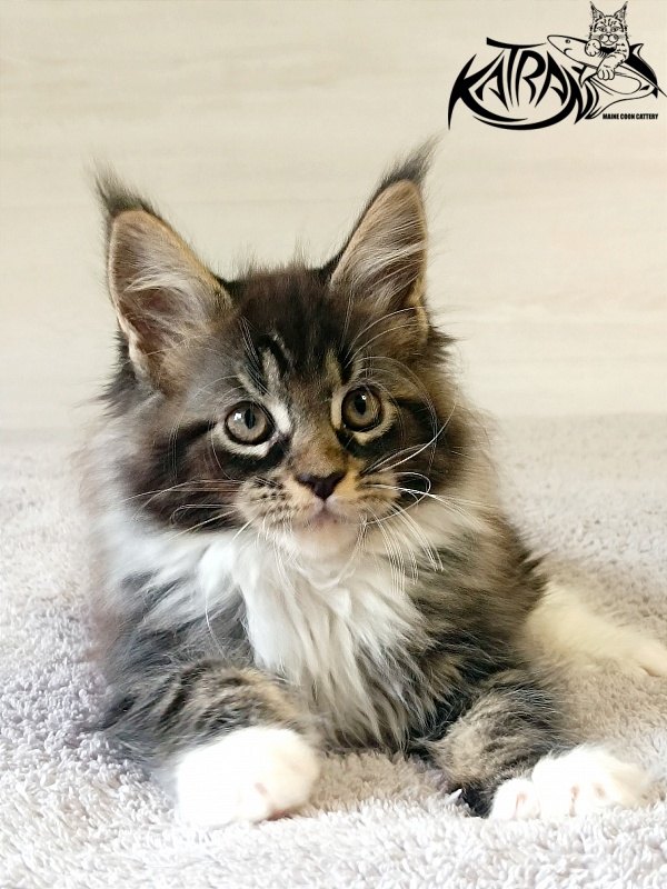 Katran Fleur - Кошеня мейн-кун 2 місяця