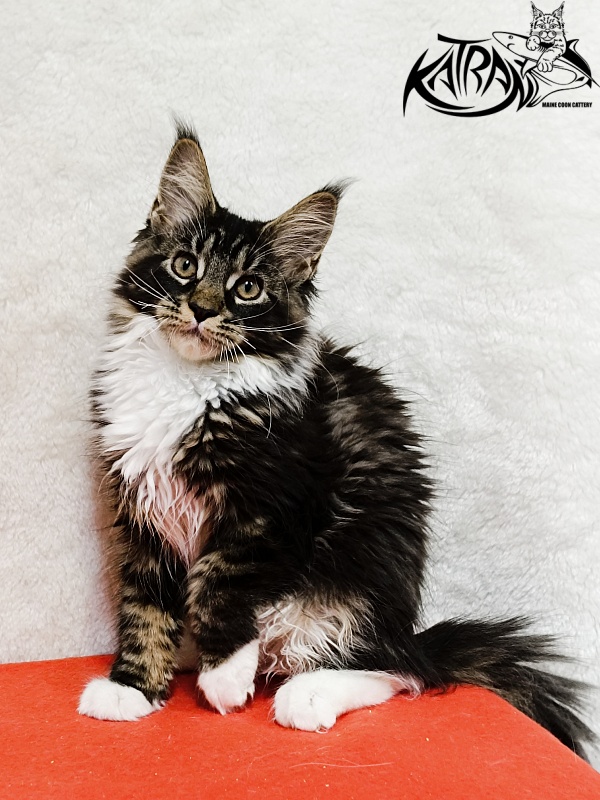 Katran Fleur - Кошеня мейн-кун 3 місяця 1,5 тиждень
