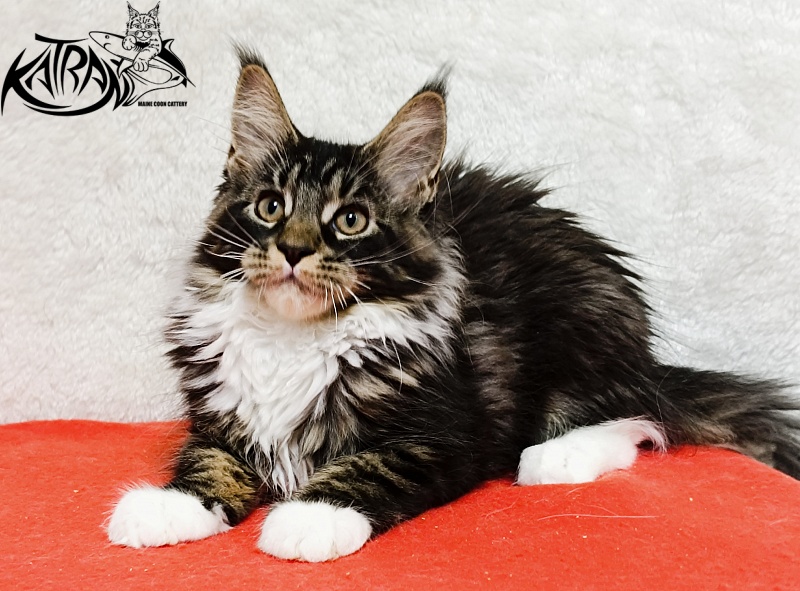 Katran Fleur - Кошеня мейн-кун 3 місяця 1,5 тиждень