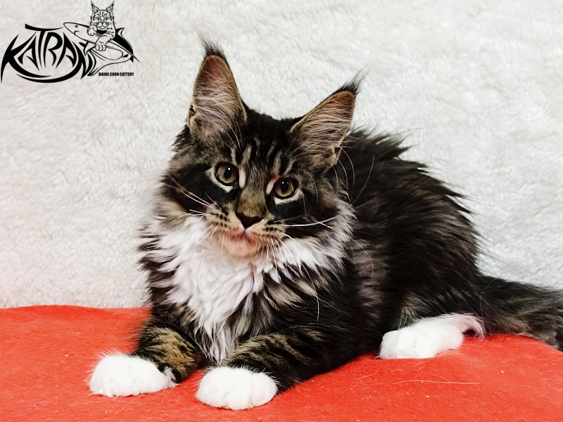 Katran Fleur - Кошеня мейн-кун 3 місяця 1,5 тиждень