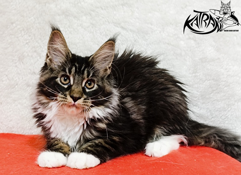 Katran Fleur - Кошеня мейн-кун 3 місяця 1,5 тиждень