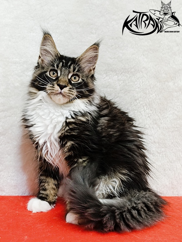 Katran Fleur - Кошеня мейн-кун 3 місяця 1,5 тиждень