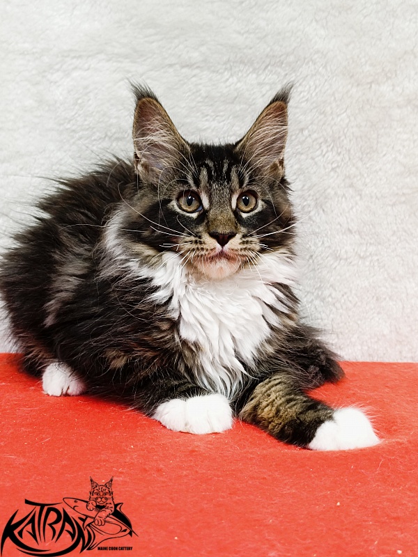 Katran Fleur - Кошеня мейн-кун 3 місяця 1,5 тиждень