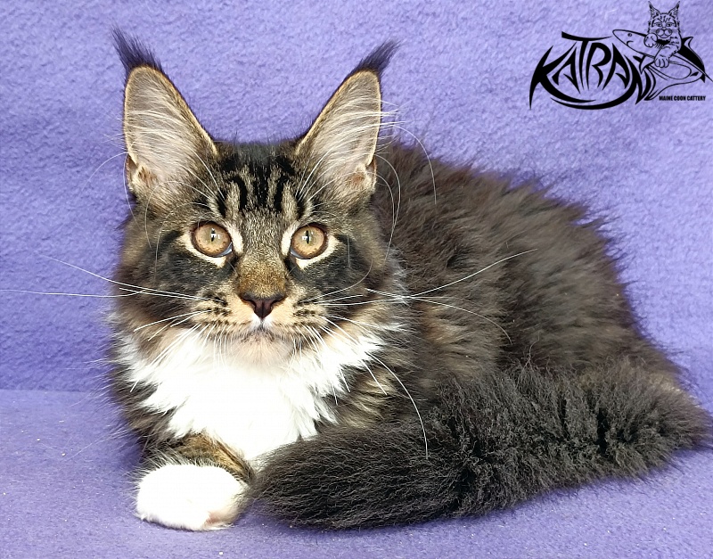 Katran Fleur - Кошеня мейн-кун 4 місяця