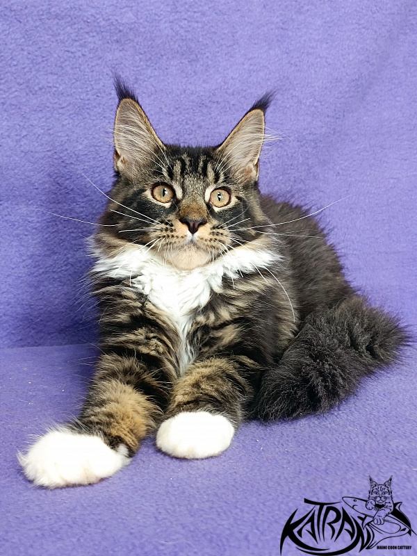 Katran Fleur - Кошеня мейн-кун 4 місяця