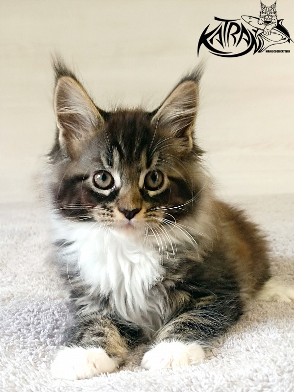 Katran Fleur - Кошеня мейн-кун 2 місяця