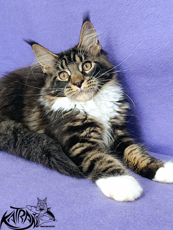 Katran Fleur - Кошеня мейн-кун 4 місяця