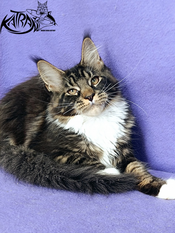 Katran Fleur - Кошеня мейн-кун 4 місяця