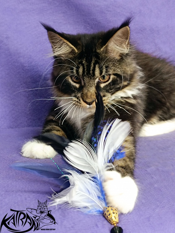 Katran Fleur - Кошеня мейн-кун 4 місяця