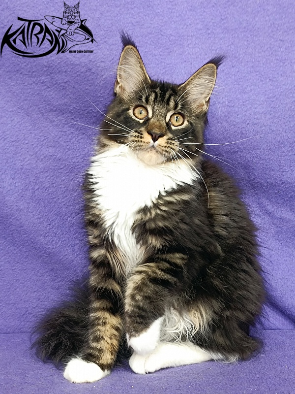 Katran Fleur - Кошеня мейн-кун 4 місяця