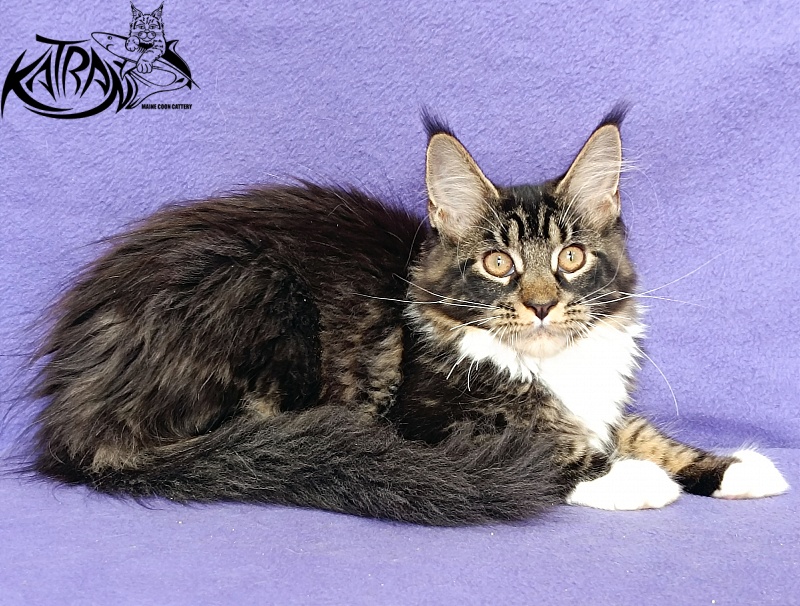 Katran Fleur - Кошеня мейн-кун 4 місяця