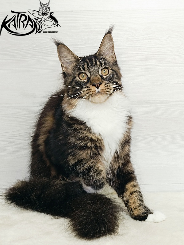 Katran Fleur - Кошеня мейн-кун 5,5 місяців