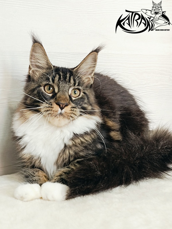 Katran Fleur - Кошеня мейн-кун 5,5 місяців