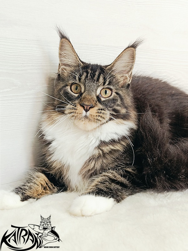 Katran Fleur - Кошеня мейн-кун 5,5 місяців